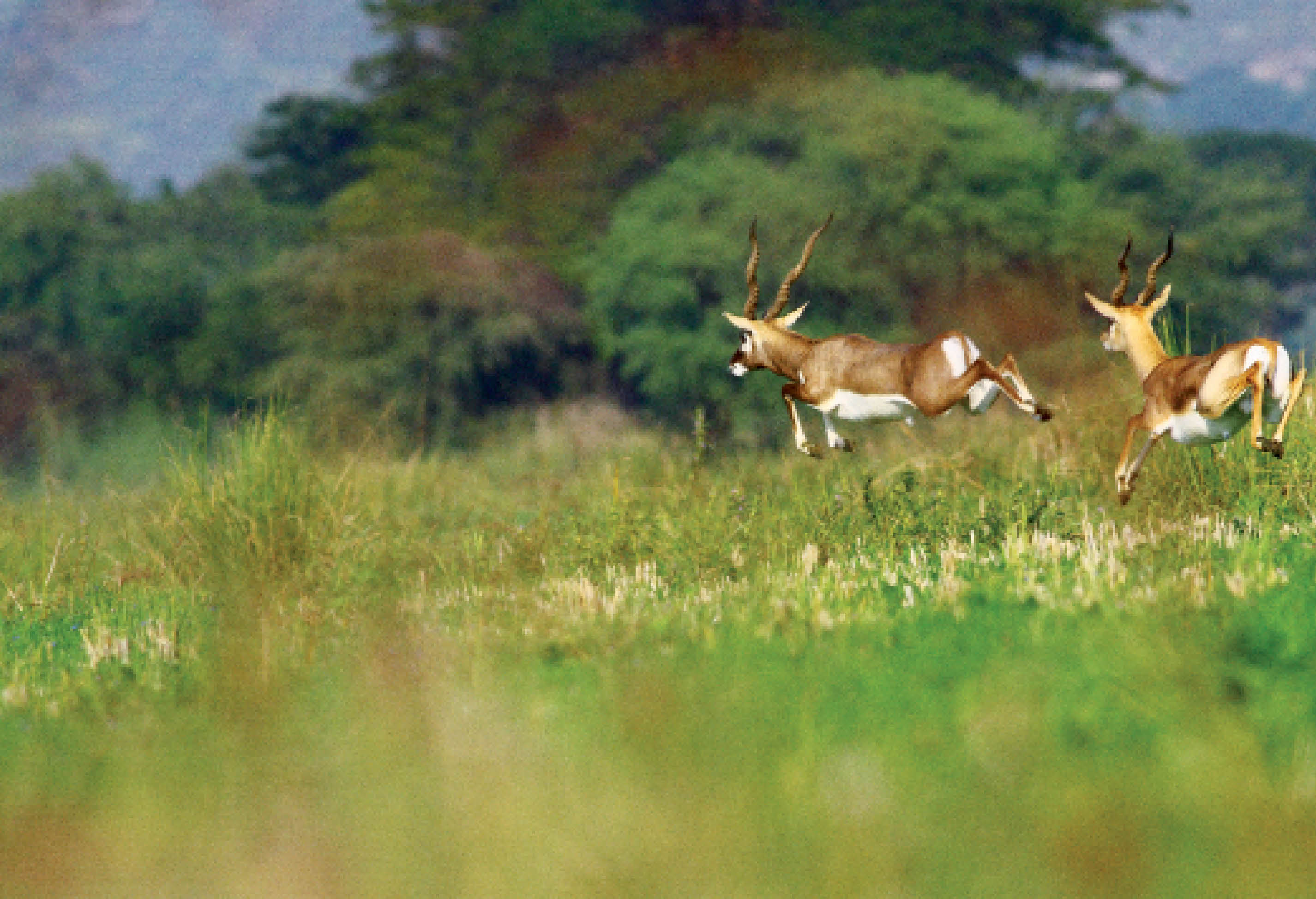The Blackbucks of Vetnai